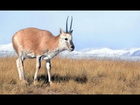 [Doku] Bedrohte Wildnis (1/2) Tibets Antilopen, eine Tierart im roten Bereich (HD)