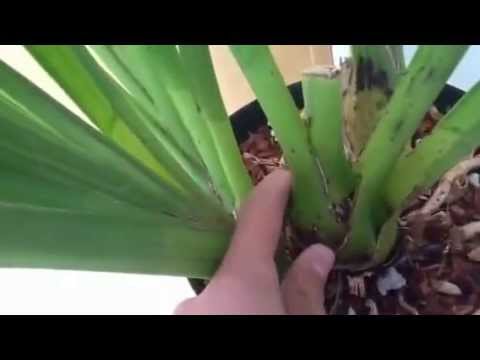 Sick cymbidium update