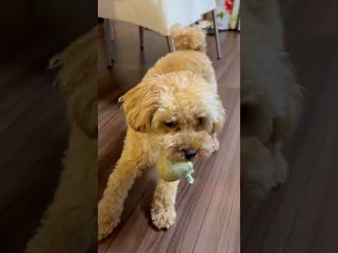 経営学科 お気に入りのぬいぐるみを飼い主に持ってくるトイプードル10ヶ月 #toypoodle #poodle #puppy #トイプードル
