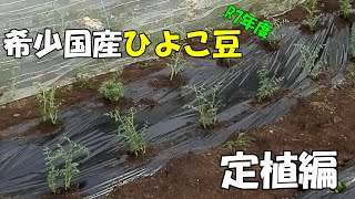 希少国産ひよこ豆！定植編