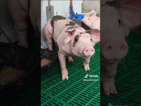 , title : 'Sabes cuál es la mejor raza de cerdos para engorda? - cerdo pietrain aleman para engorde'