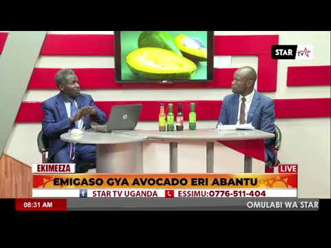 EMIGASO GYA AVACADO ERI ABANTU