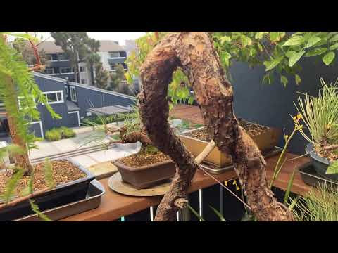 Bonsai Balcony: Our Ponderosa pines arrive! Literati Yamadori and Shohin