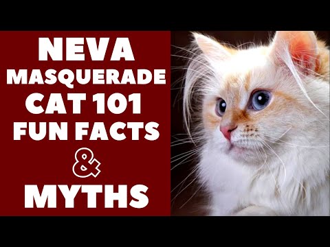 Neva Masquerade Cats 101 : Fun Facts & Myths