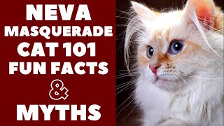 Neva Masquerade Cats 101 : Fun Facts &amp; Myths