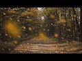 Detailed Sounds of Rustling Leaves Falling and Wind Blowing through the Forest Trees in Late Autumn