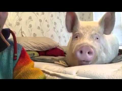 Яндекс — поиск по видео