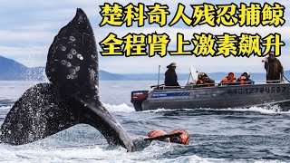 楚科奇人残忍捕鲸，背后竟是美国富豪的作秀，全程肾上激素飙升！