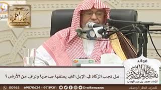 [85] هل تجب الزكاة في الإبل التي يعلفها صاحبها وترعى من الأرض؟ - صالح الفوزان