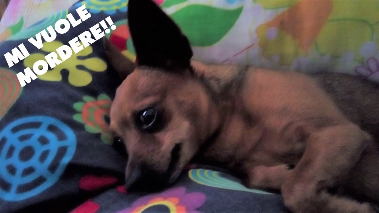 Watch Now NON SVEGLIARE IL CAGNOLINO CHE DORME! NON SVEGLIARE IL CAGNOLINO CHE DORME!