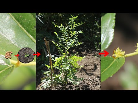 Sadnice žižule uzgojene iz semena (Koliko dugo treba sadnici žižule iz semena da cveta)