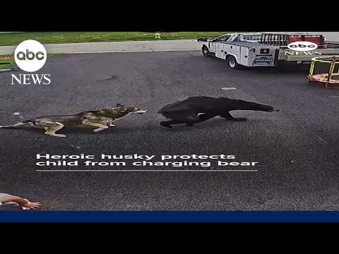 Heroic husky protects child from charging bear