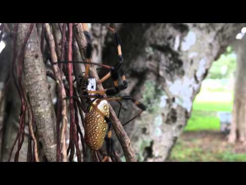 This is a big spider!