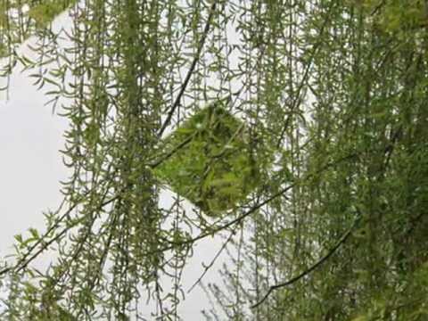 Piosenka o warkoczach...śpiewa Agata Rymarowicz