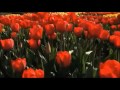 Phil Coulter - When I Grow Too Old to Dream