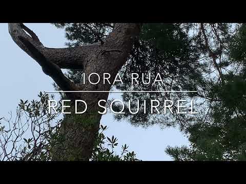 Red Squirrel climbs on a Scots Pine tree