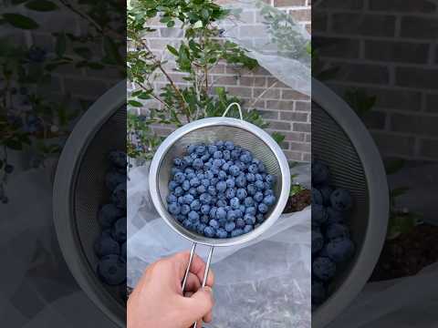 This Blueberry Variety Is AMAZING 🫐