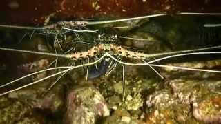 preview picture of video 'Banda Islands Naira Jetty Night Dive'