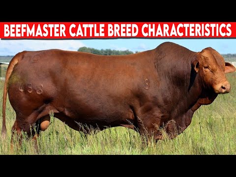 , title : '⭕ BEEFMASTER CHARACTERISTICS ✅  Cattle Beefmaster'