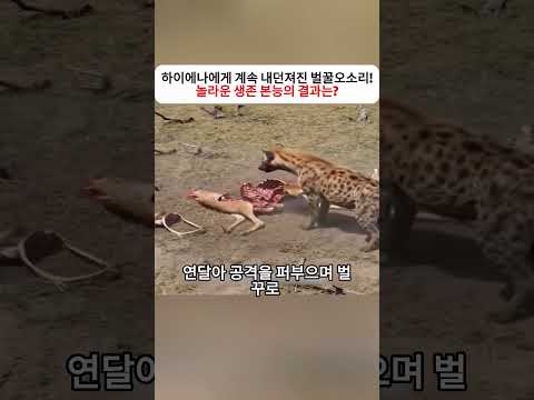 하이에나에게 계속 내던져진 벌꿀오소리! 놀라운 생존 본능의 결과는?   #벌꿀오소리 #하이에나 #표범 #야생동물 #동물의세계 #야생의대결