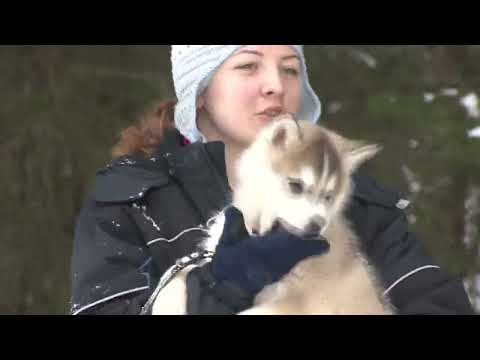 Vila Giulia - Cazare Arieseni - Ski - Cazare in Romania - video by www.av-turism.ro