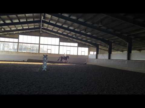 Loridano   *2005  Laudabilis x Donnerschlag