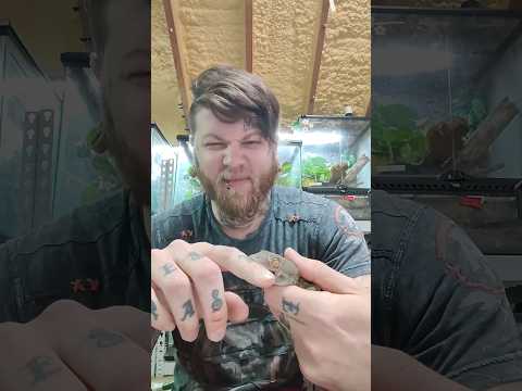 Do Tokay Bites Hurt? #reptiles #geckos #tokay #tokaygecko #geckobite #animals #lizards