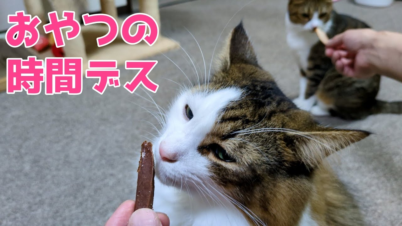 猫もおやつは別腹な件