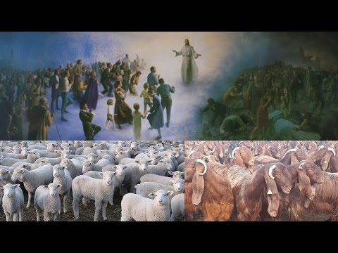 142c Ovce i jarci, Hristova priča - Harmonija Evanđelja