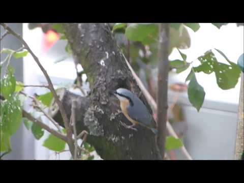 2017-09-24 Kleiber am Futterplatz