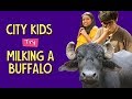 City Kids Try Milking A Buffalo Ft Aakansha Akshay Ok Tested