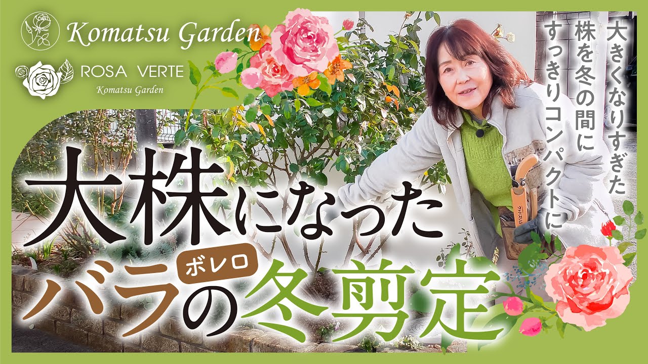 大株になったバラの冬剪定