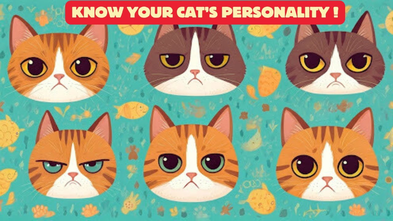 Decode Your Cat's Personality: A Guide to Feline Behaviours