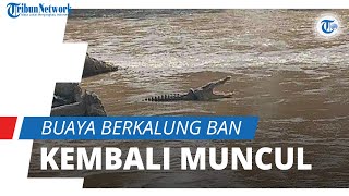 Download lagu Video Penampakan Wanita Misterius yang Berdiri di Dekat Buaya Berkalung Ban Penghuni Sungai Palu mp3 Download lagu Video Penampakan Wanita Misterius yang Berdiri di Dekat Buaya Berkalung Ban Penghuni Sungai Palu mp3