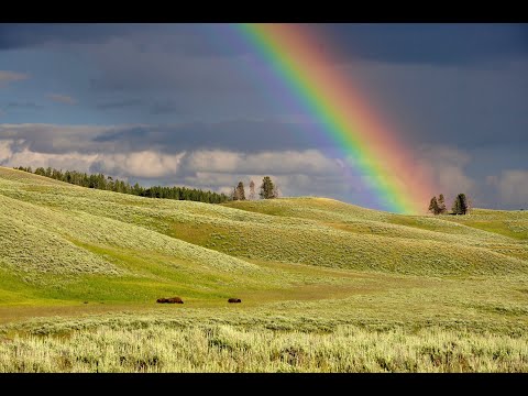 Ingus Pētersons -  Varavīksne