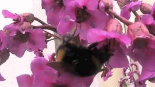 WOW Look! A Queen Bee!