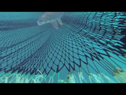 Under the surface: commercial whitefish trawling