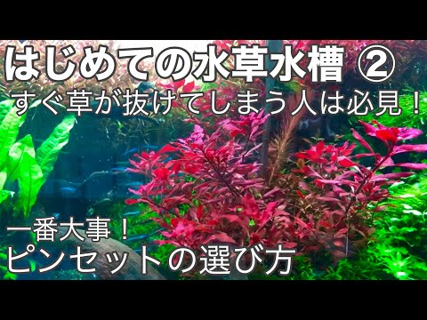 2022年に水草を植える時期