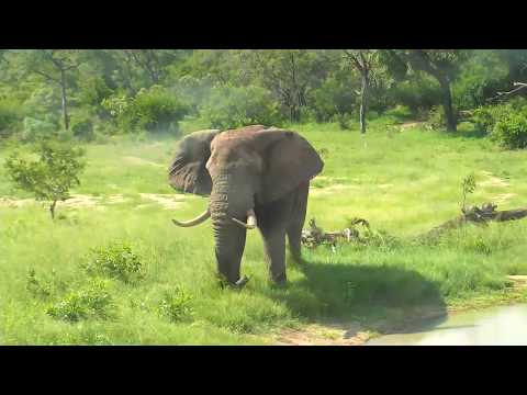 Djuma: Lone Elephant bull looking to find some Marula fruit - 14:55 - 02/24/19