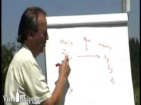 The Winemakers V1-E11: Yeast and Malolactic Fermentation