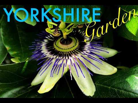 9 GROWING MONKEY PUZZLE TREE FROM SEED