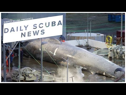 Daily Scuba News - Rare Blue Whale Killed In Iceland