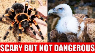 TOP 10 Scary Animals But Not Dangerous Animals - Animals That Look Scary but Are Actually Harmless