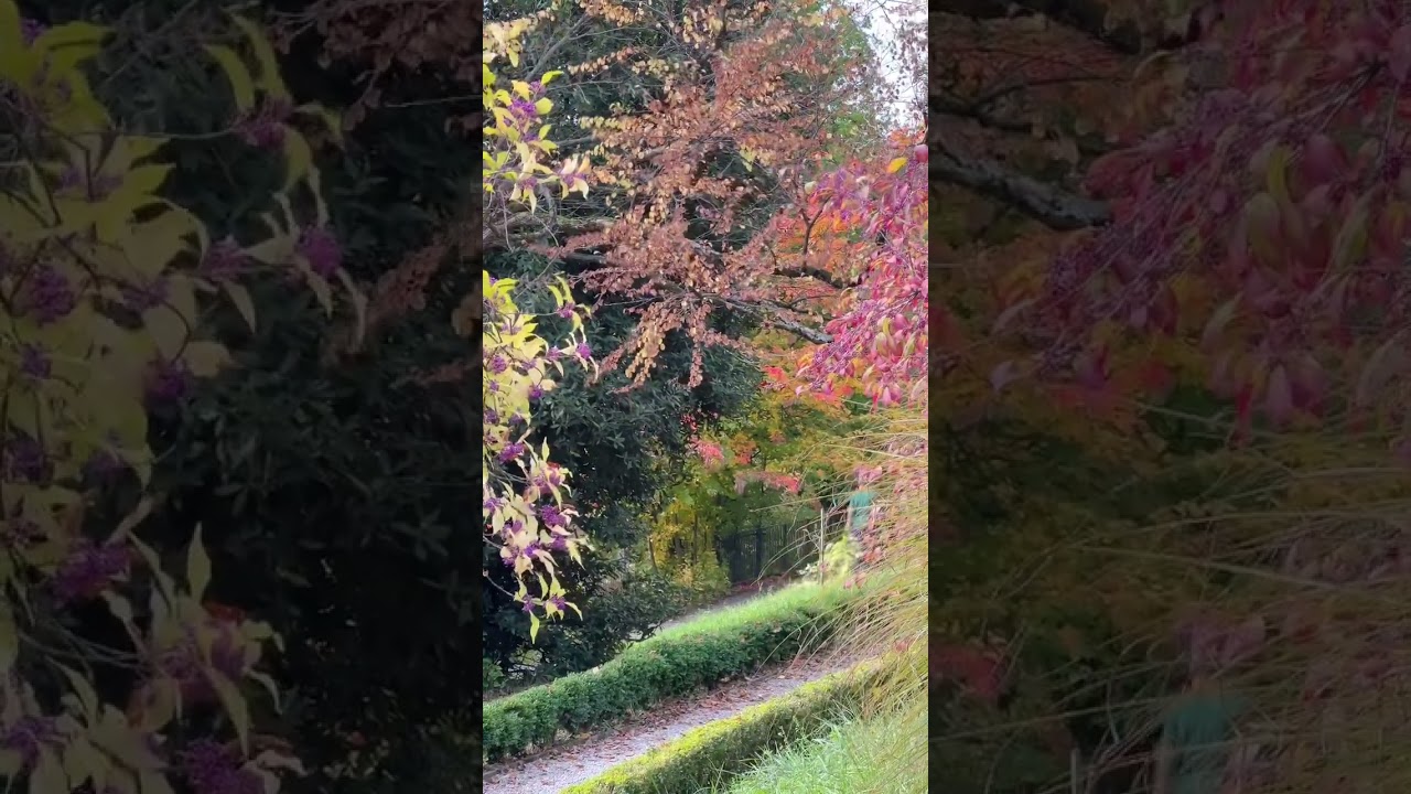 YouTube Short thumbnail