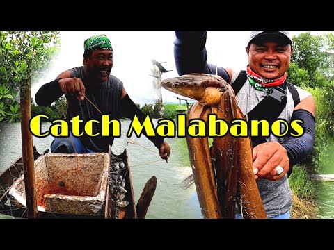Longline fishing/Kitang: Catch and Cook Malabanos Vlog #248 part 1 LourenceTV