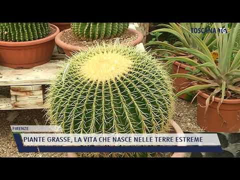 2021-04-22 FIRENZE - PIANTE GRASSE, LA VITA CHE NASCE NELLE TERRE ESTREME