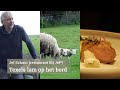 Jef Schuur & het Texels lam