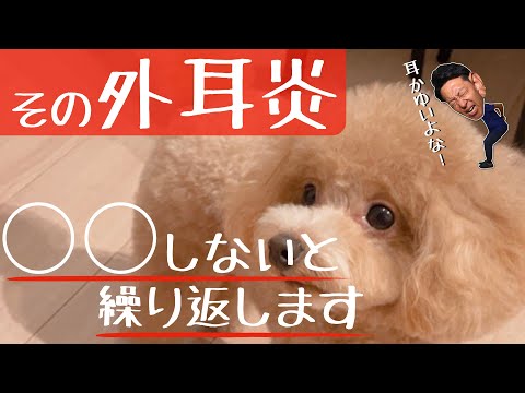 犬の外耳炎 - 症状と治療法