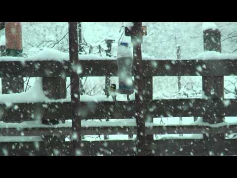 2015.01.29.  Intenzív havazás - Intensiv Snowfall 15 cm