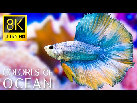 The Colors of the Ocean 8K ULTRA HD - The Best 8K Sea Animals for Relaxation & Calming Music